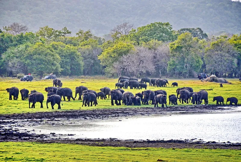 Minneriya National Park Elephant Safari Sri Lanka