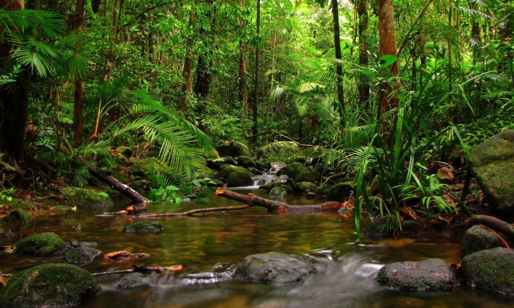 Sinharaja Forest Tour Sri Lanka Rainforest Experience