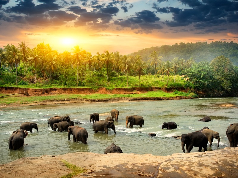 Sri Lanka Elephants tour