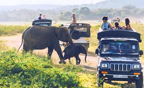 Sri lanka safari Tour