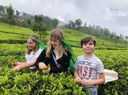 Tea Estate Views